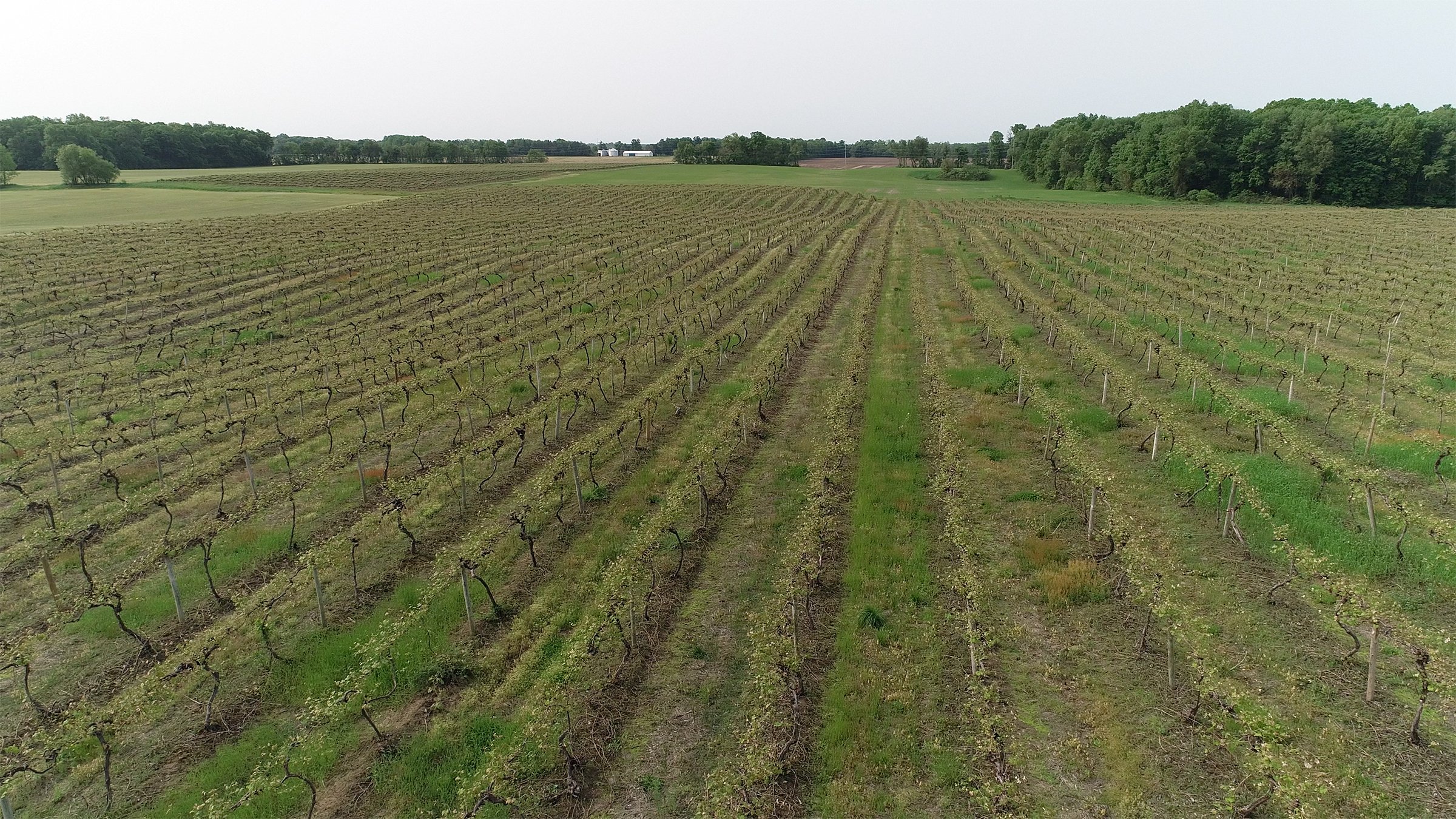 Van Buren County, Michigan farmland - LAND AUCTION - 194+/- ACRES OFFERED IN 5 TRACTS IN VAN BUREN COUNTY, MICHIGAN